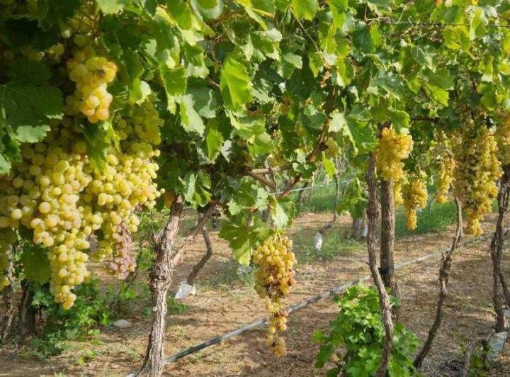 Campo · 990000ha