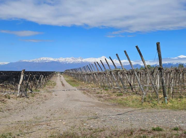 Campo · 100000ha