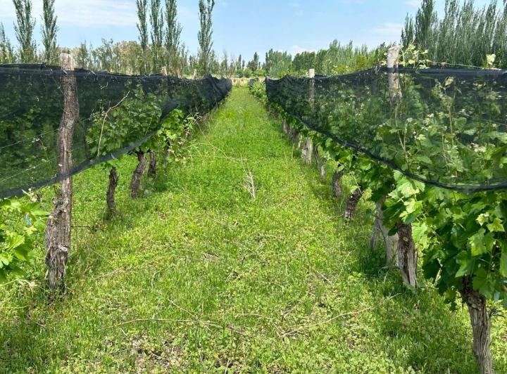 Campo · 80m²
