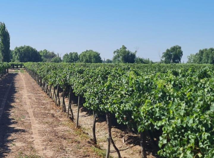 Campo · 6ha