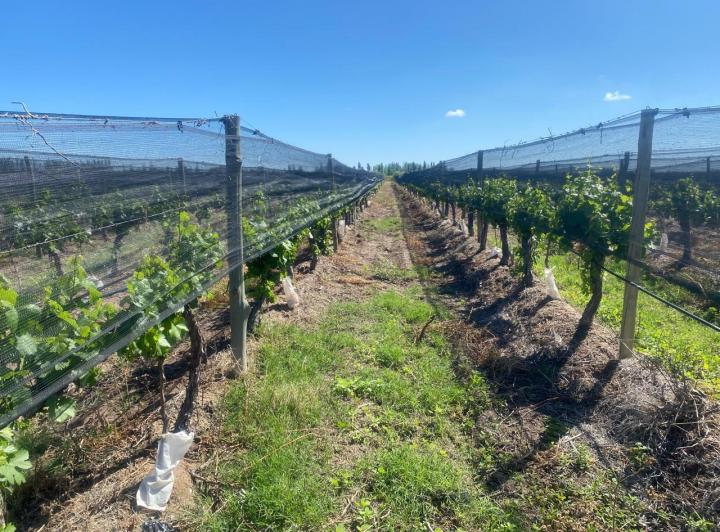Campo · 310000m² · 4 Ambientes