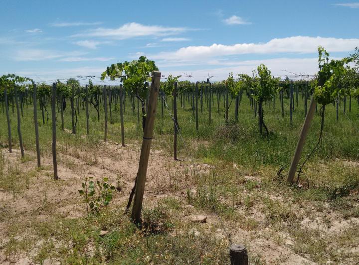 Campo · 60ha