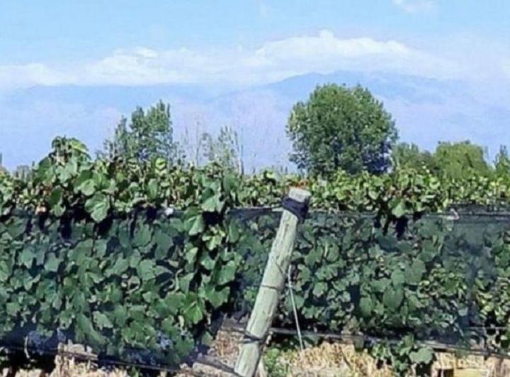 Campo · 25ha