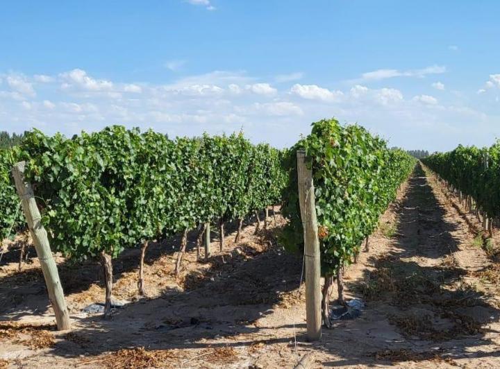 Campo · 1m² · 1 Ambiente