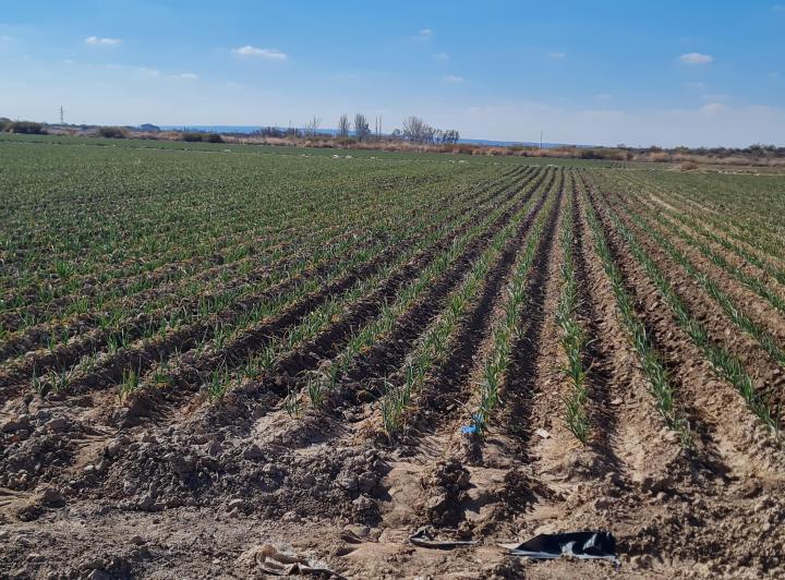 Campo · 625000ha