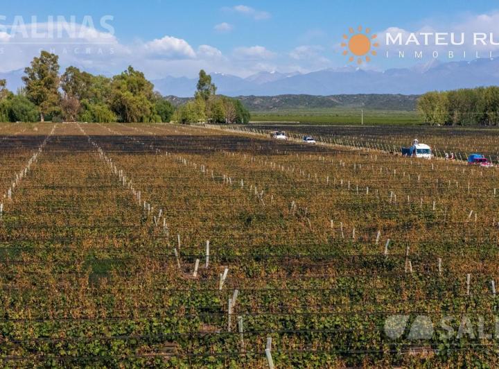 Campo · 460000m²