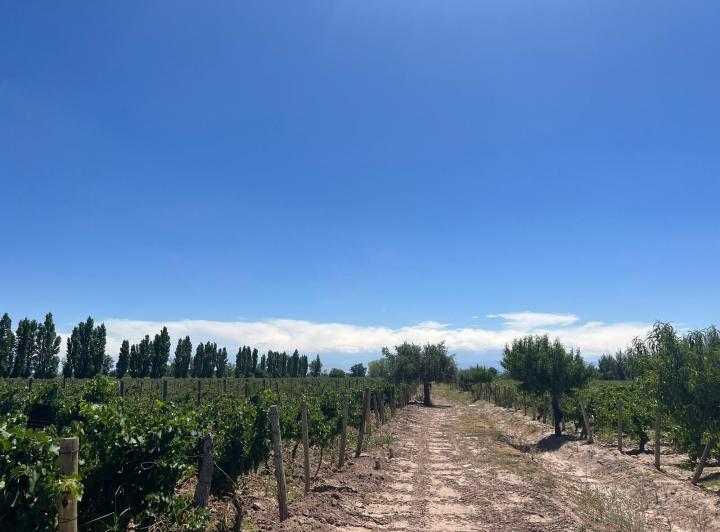 Campo · 12ha