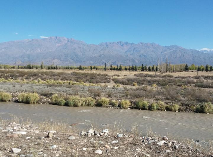 Campo