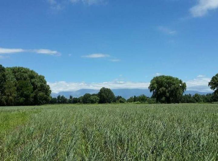 Campo · 100ha