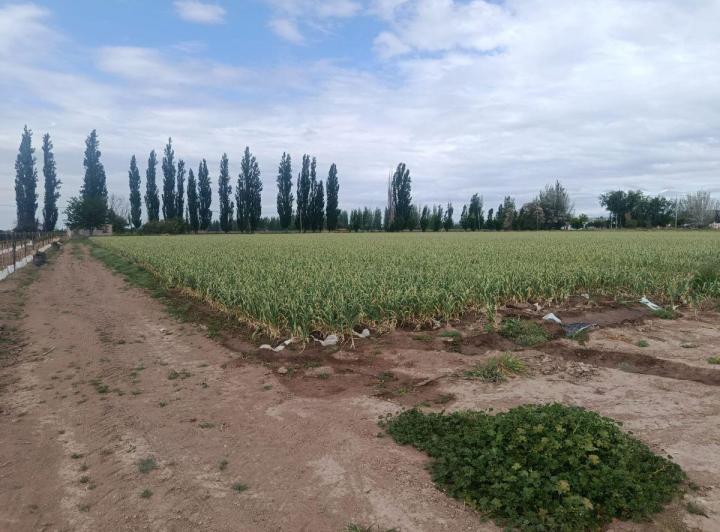 Campo · 7m²