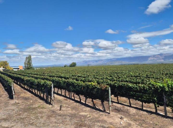 Campo · 1ha