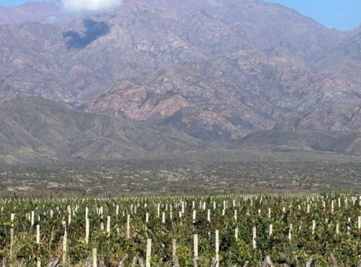 Campo · 80ha