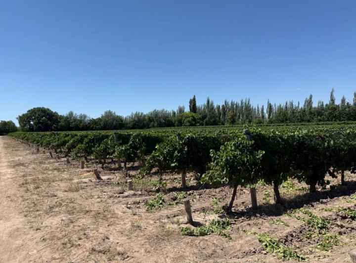 Campo · 7m²