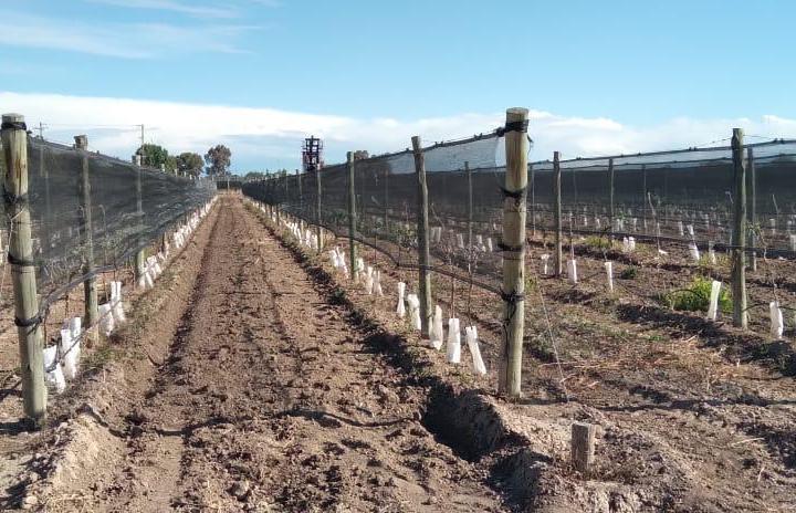 Campo · 250m²