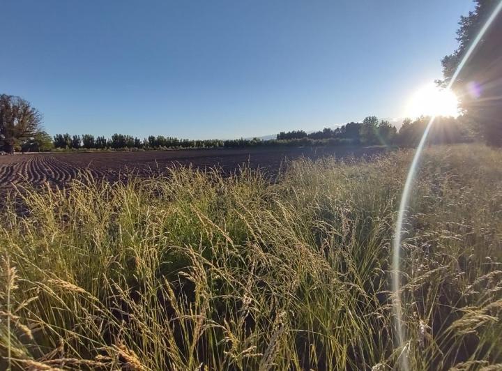Campo · 77067ha