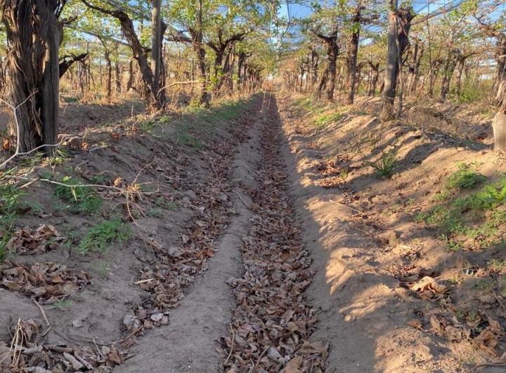 Campo · 120000ha