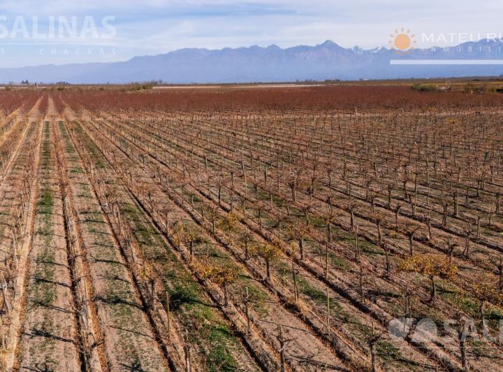Campo · 460000m²