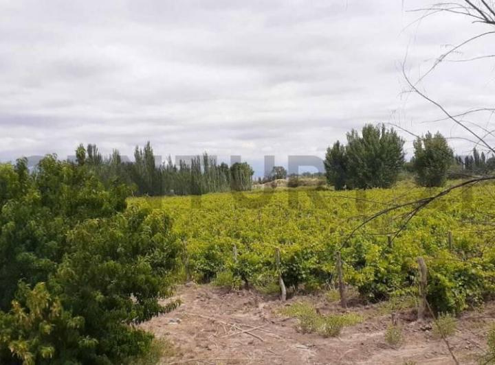 Campo · 12m²