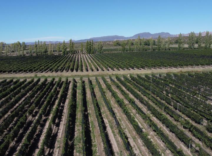 Campo · 370000m²