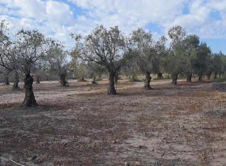 Terreno · 15000m²