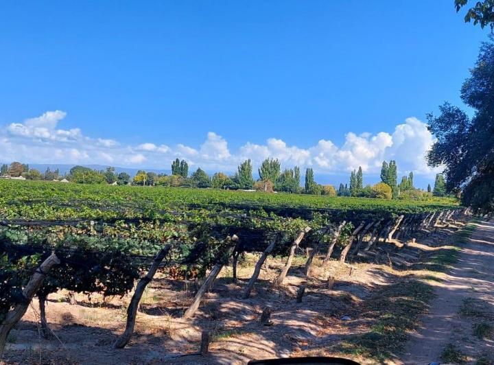 Campo · 1ha