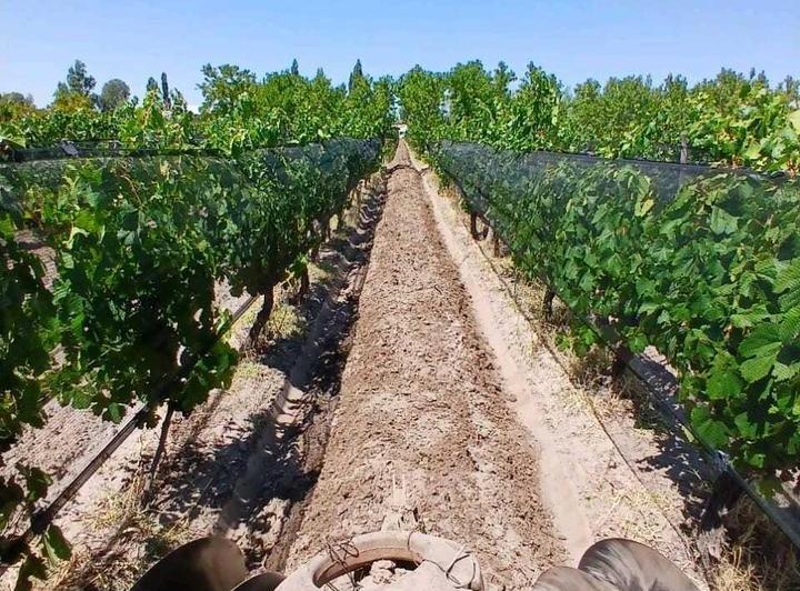 Campo · 20000ha