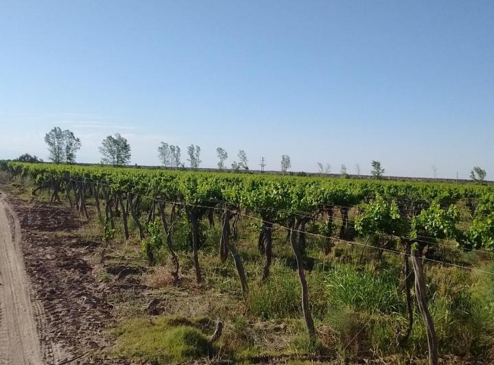 Campo · 330000ha