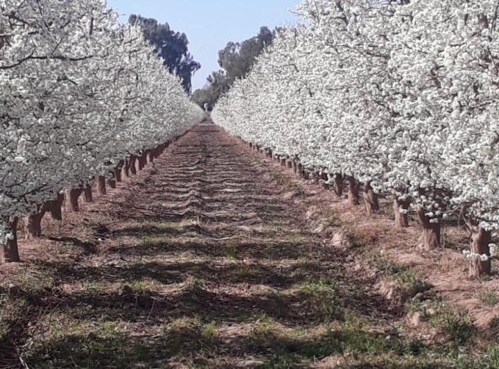Campo · 28ha