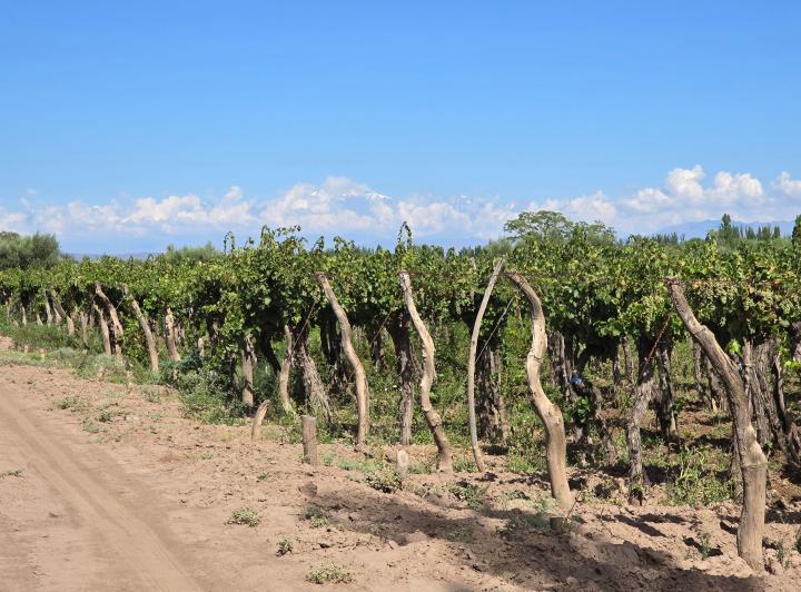 Campo · 10ha