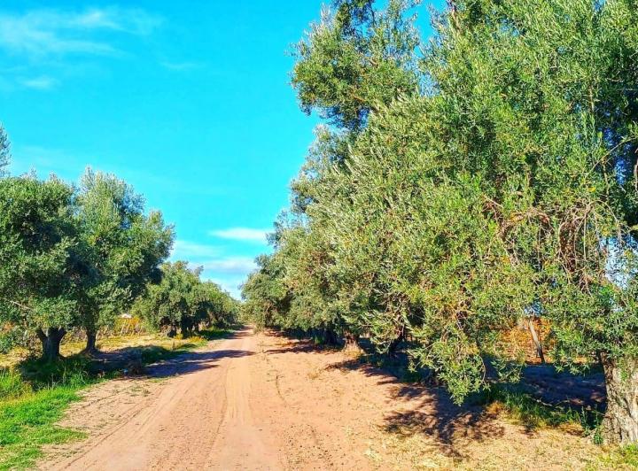 Terreno · 500m²