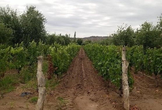 Campo · 22000m²