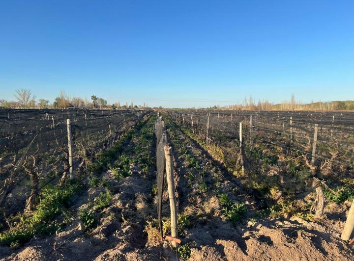Campo · 160m²