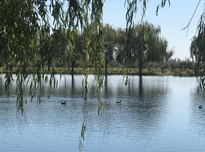 Campo · 150ha