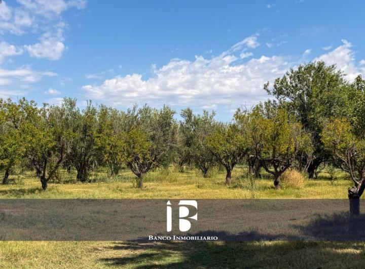 Campo · 24ha