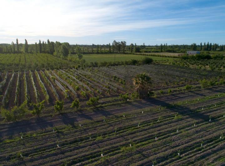 Campo · 5ha