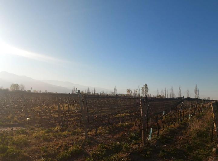 Campo · 270000m²