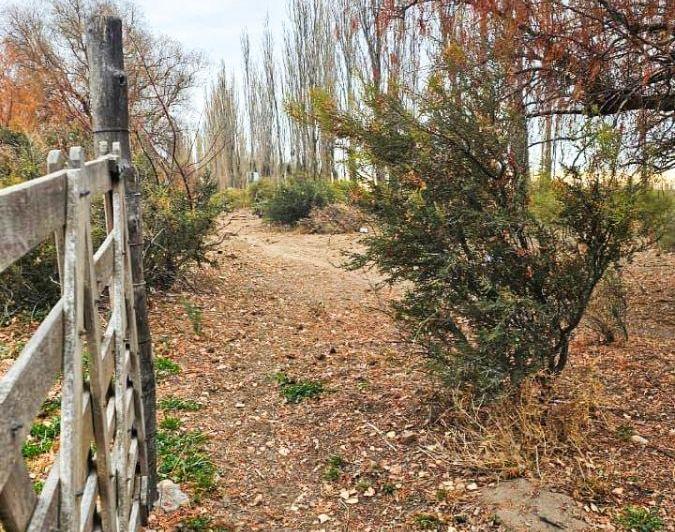 Campo · 49ha