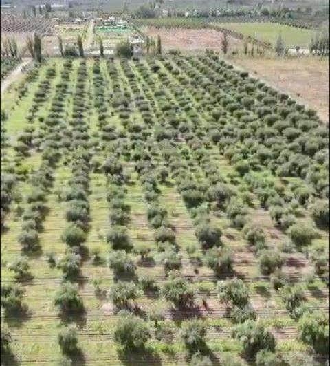 Campo · 6ha