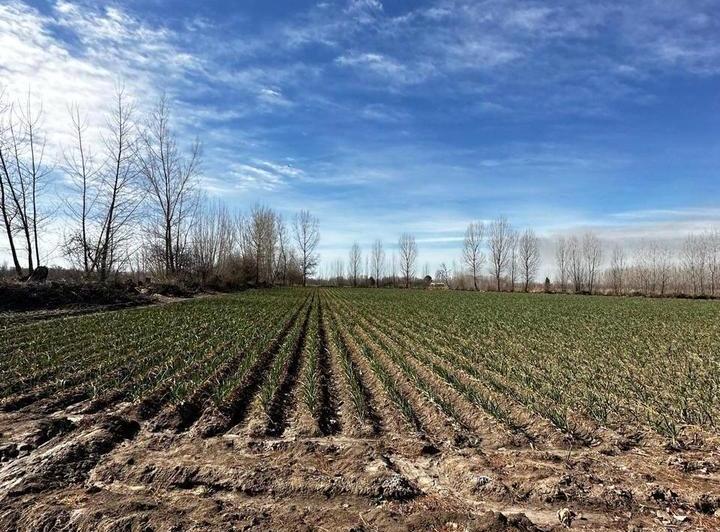 Campo · 75000m²