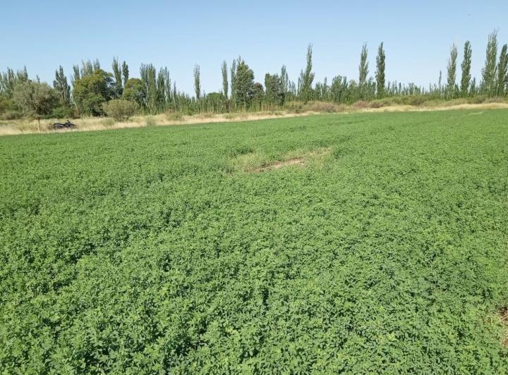 Terreno · 90000ha