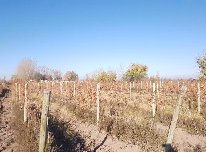Campo