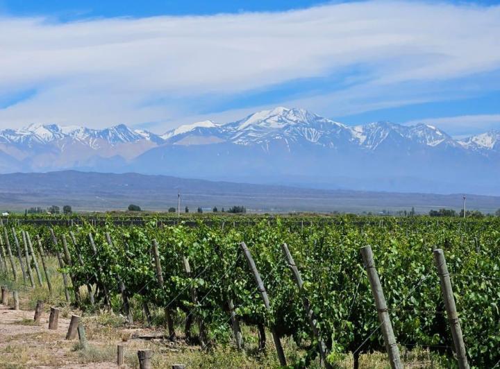 Campo · 146000ha