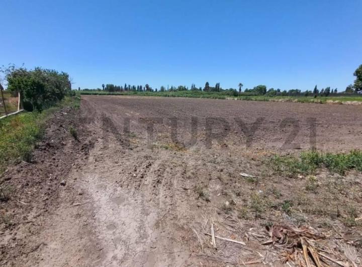 Campo