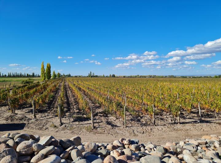 Campo · 1m²