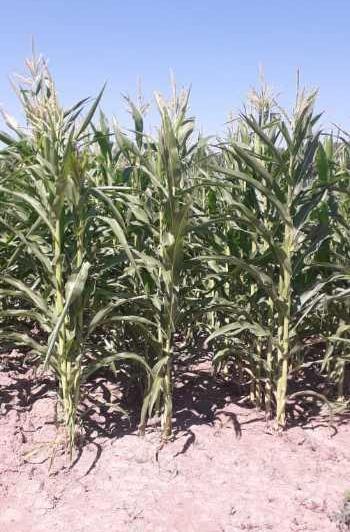 Campo · 600000m²