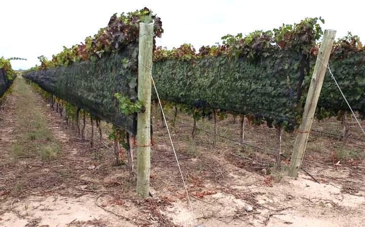 Campo · 220m²