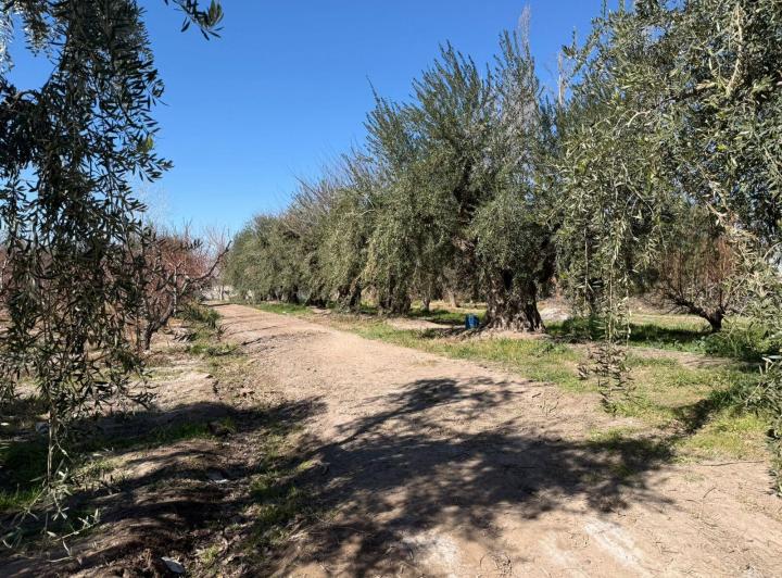 Campo · 78200m²
