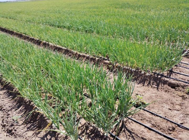 Campo · 200m²