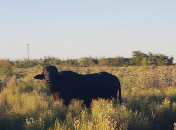 Campo · 61900000m²