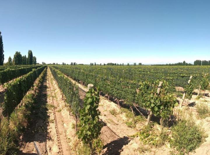 Campo · 200000ha